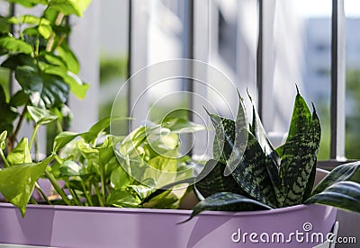 Home and garden concept of Golden pothos and Snake plant Stock Photo