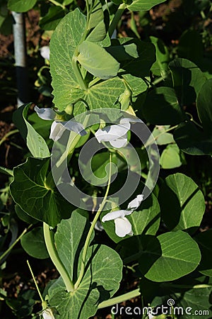 Cultivation of field peas Stock Photo