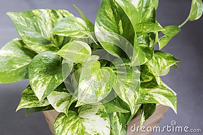 Home and garden decoration of golden pothos Stock Photo