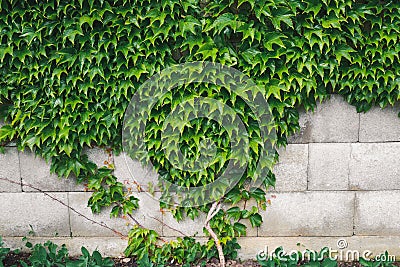 Home and Garden Decoration With Green Boston Ivy on Concrete Block Wall, Abstract Background Stock Photo