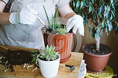 Home garden. Houseplant symbiosis. How to Transplant Repot a Succulent, propagating succulents. Woman gardeners hand transplanting Stock Photo