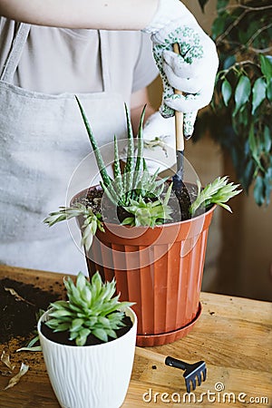 Home garden. Houseplant symbiosis. How to Transplant Repot a Succulent, propagating succulents. Woman gardeners hand Stock Photo