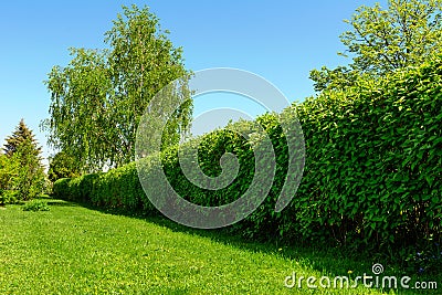 Hedge in the garden Stock Photo