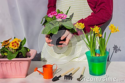 Home garden on the windowsill of blooming flowers of primrose and daffodils next to small gardening tools Stock Photo