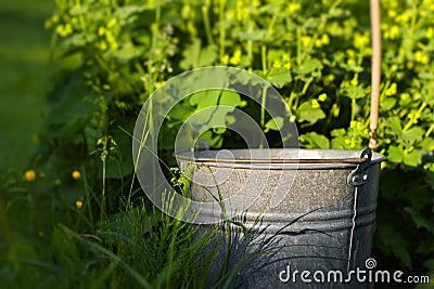 Home Gardening Stock Photo