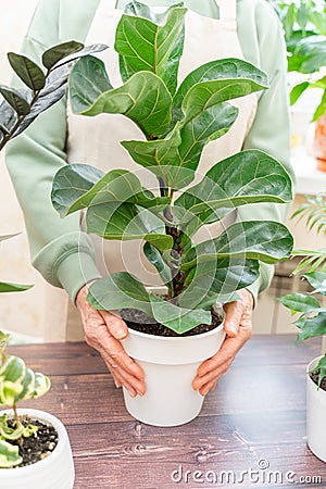 Home gardening, ficus lyrata hobby, freelancing, cozy workplace. Grandmother gardener housewife in an apron holds a pot Stock Photo