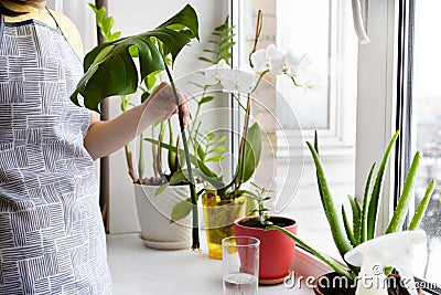 Home gardening. Greenery at cozy house Stock Photo