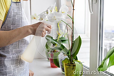 Home gardening. Greenery at cozy house Stock Photo