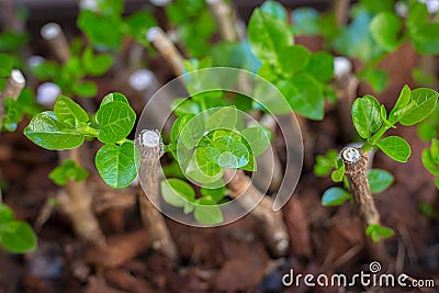 Home gardening. Stock Photo