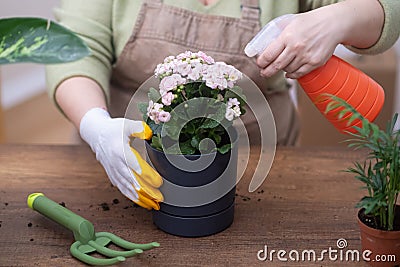 home gardening skilled gardener. flower watering spray, gardening tools, and repotting techniques Stock Photo