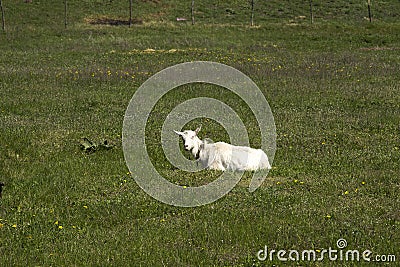 Home goat graze in the village on a green lawn Stock Photo