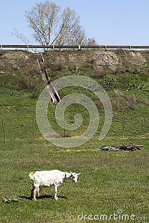 Home goat graze in the village on a green lawn Stock Photo