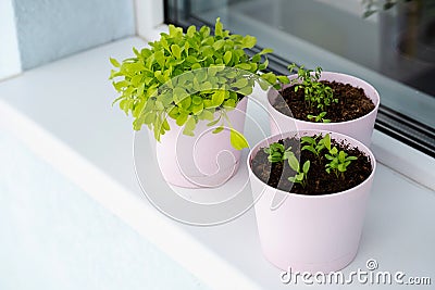 Home growing greenery in pots on windowsill. Small sprouts of salad, basil and spinet on balcony at sunny day Stock Photo