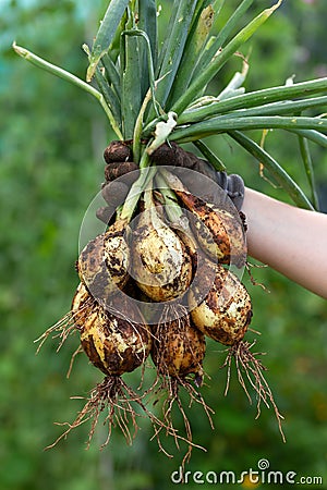 Home Grown Organic Shakespeare Onions Allium cepa in hands summer harvest Stock Photo