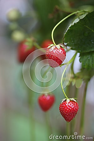 Home Grown Strawberries Stock Photo