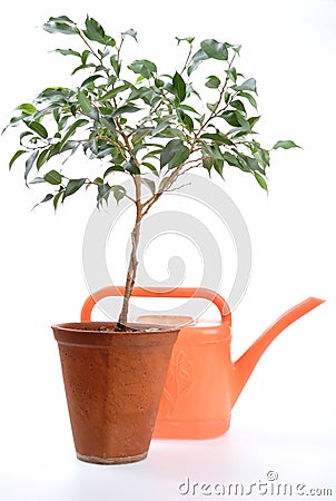 Home Hothouse, Sapling Stock Photo