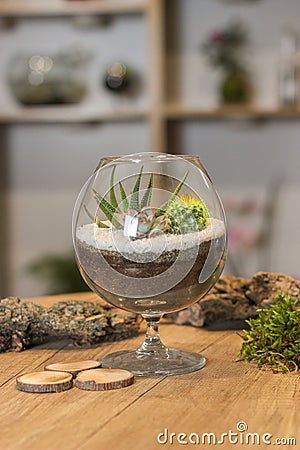 Home indoor plants. Geometric glass florarium vase, ceramic Stock Photo