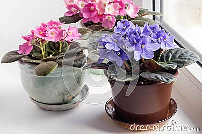 In the home interior, by the window on the windowsill, blooming multi-colored violets. Stock Photo