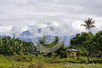 Home in the jungle Stock Photo