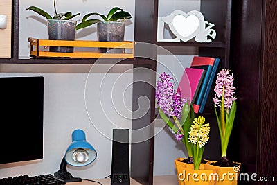 Home office decor. potted flowers grow on a work desk. computer, lamp, books Stock Photo