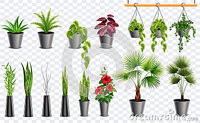 Home and office flowers plant realistic vector illustrations. Realistic green grass plants, different herbs, and bushes for poster Vector Illustration