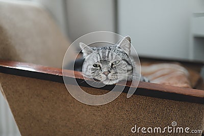 Home pet cute kitten cat lying in the chair with funny looking close up photo. Cute Scottish straight cat indoors. Cat Portrait Stock Photo