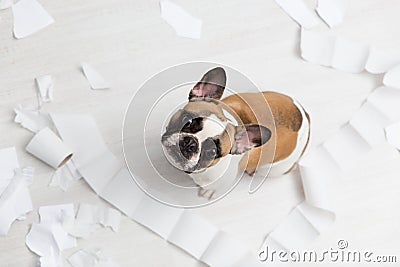 Home pet destruction on white bathroom floor with some piece of toilet paper. Pet care abstract photo. Small guilty dog with funny Stock Photo