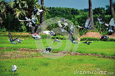 Home pigeons flying over the green paddy fields. A flock of domestic pigeons or doves flying to the sky Stock Photo