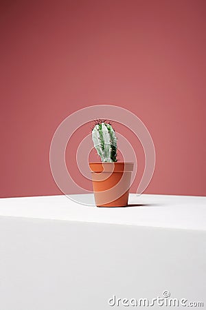 Home Plant abstract still life. Cactus Stock Photo