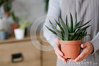 Home plant care hobby houseplant mans hands Stock Photo