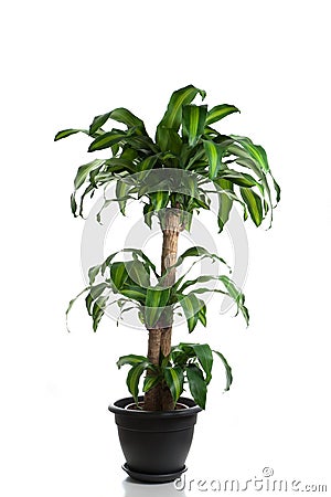 Home plant in flowerpot Stock Photo