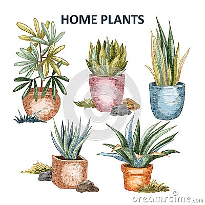 Home plant illustration 01 Vector Illustration