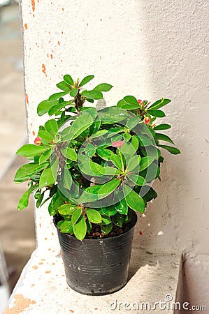 Home plant in pot Stock Photo