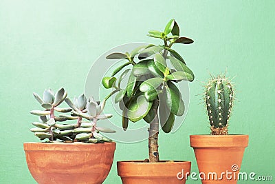 Home planting, three plants on the green background Stock Photo