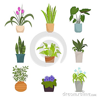 Home plants in pots set. Color collection indoor flowers bright purple petals green round leaves elongated pink buds Vector Illustration