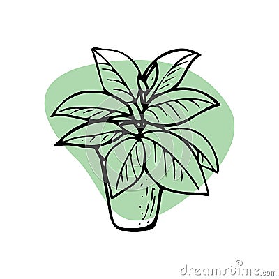 Home plants. Vector houseplants, icons. Linear illustration artistic lines and strokes. Indoor plant ficus in doodle and cartoon Vector Illustration