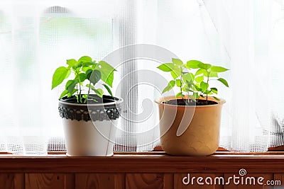 Home plants Stock Photo