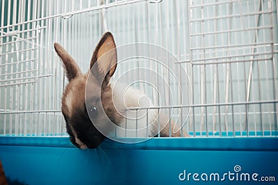 Home rabbit in a cage Stock Photo