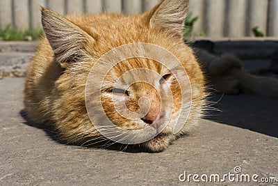 Home red cat sleeping in the sun Stock Photo