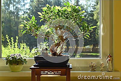 Fikus Bonsai Tree at Window Stock Photo