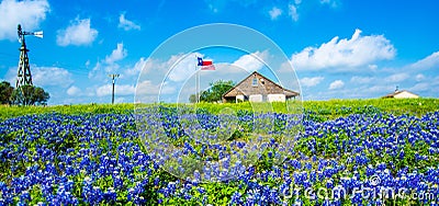 Home surrounded by bluebonnets Stock Photo