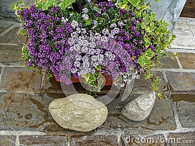 Home various flowers in pots. Design Italian courtyards Stock Photo