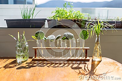 Home Window Leaf Propagation Of African Violets In Water Lab Test Tubes