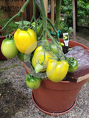 Homegrown garden yellow lemon shape tomatoes growing outdoor on the vine Stock Photo