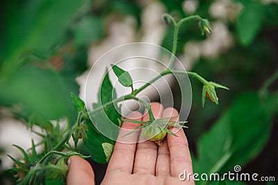 Homegrown, gardening and agriculture consept. Hand holds unripe green tomatoes on a branch. Stock Photo