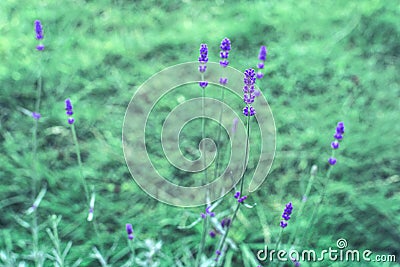 Homegrown lavendar in backyard garden Stock Photo