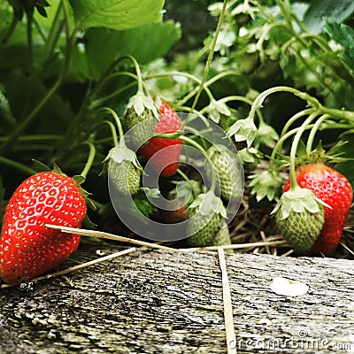Homegrown strawberries Stock Photo