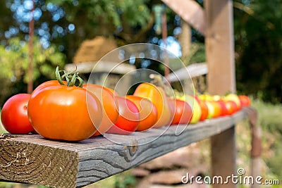 Homegrown tomatoes Stock Photo