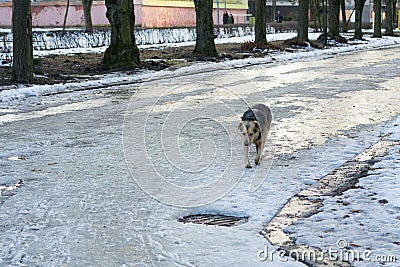 Homeless atray dog is running on street. Abandoned animals and overcrowded shelters. Hopeless dog is looking for food Stock Photo