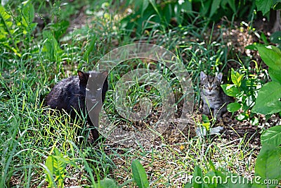 Homeless black cat sits in grass in forest, next to it is his child, abandoned animal is lonely, looking for food, hiding from Stock Photo
